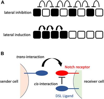 Recent advances in in situ Notch signaling measurement